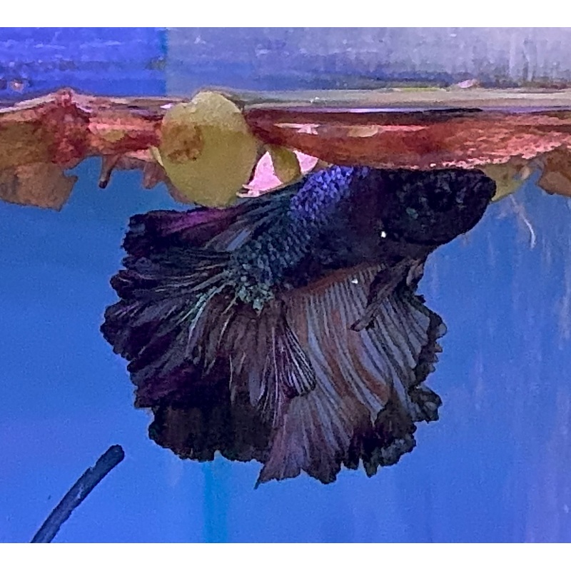 Betta Male - Dark Knight A3