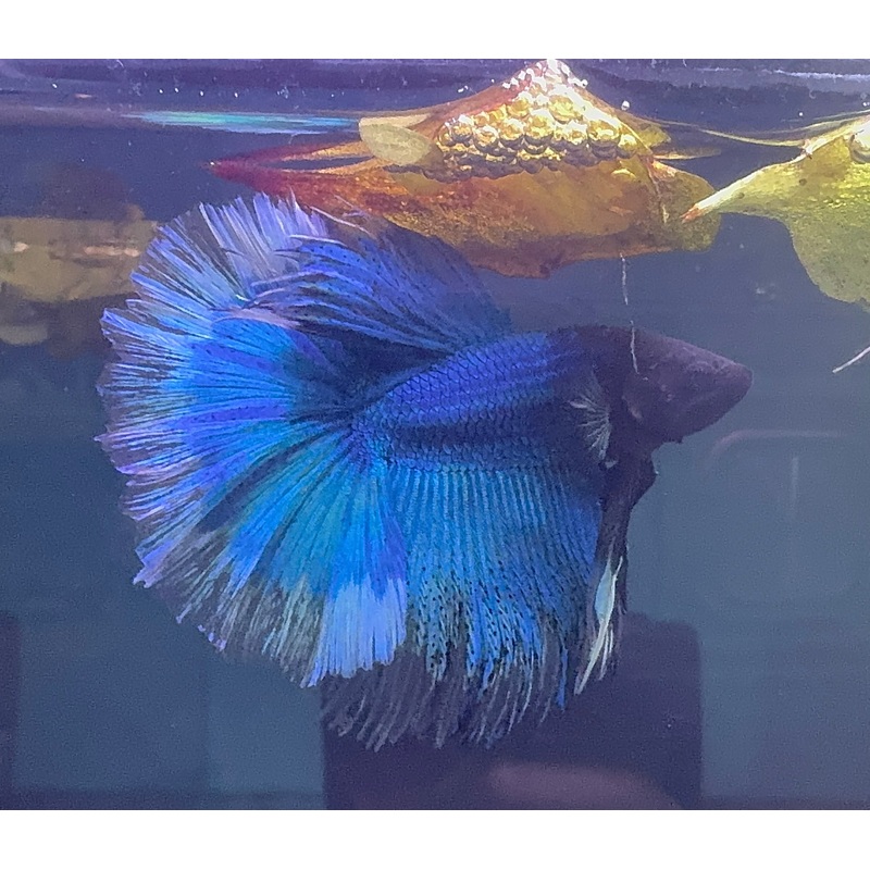 Betta Male - Half Moon Blue Show Grade