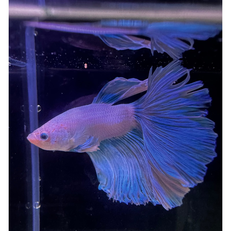 Blue Fairy Super Delta Male Beta