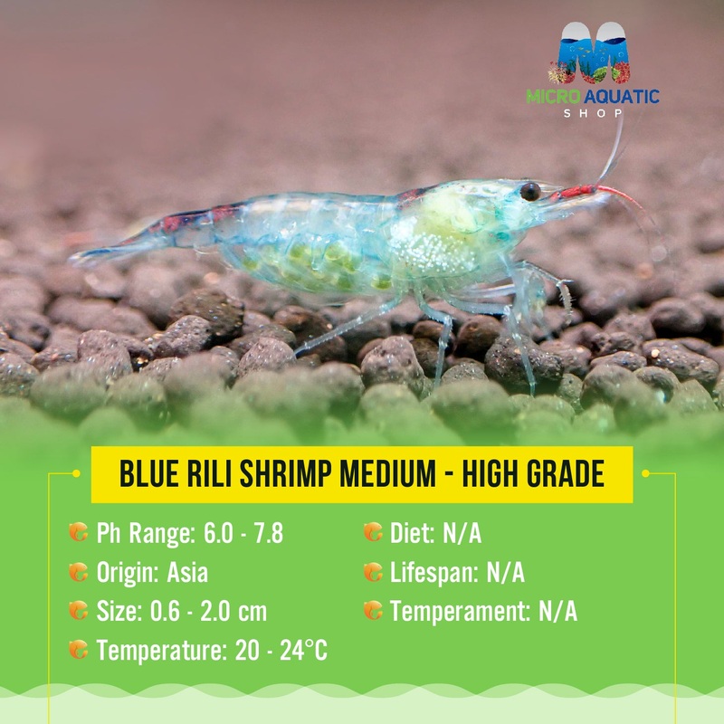 Blue Rili Shrimp Medium - High Grade