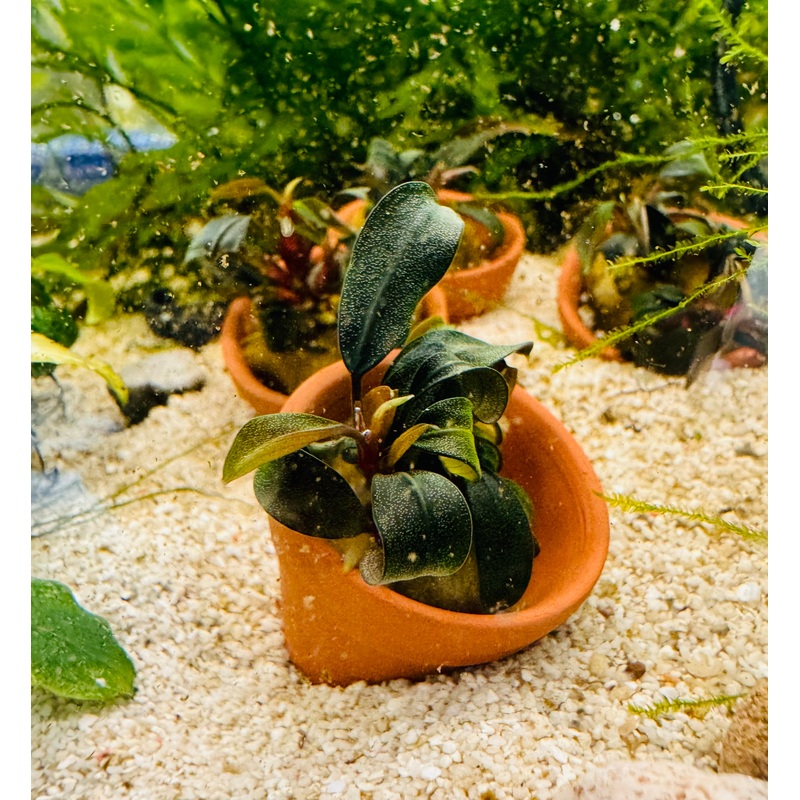 Bucephalandra - Assorted Pot