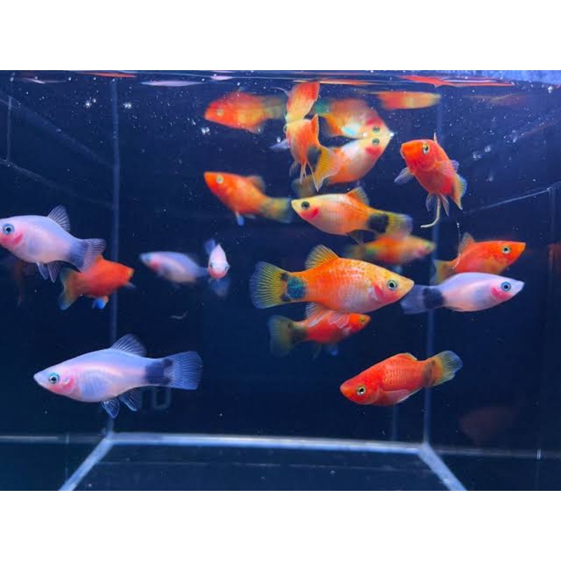 Buy 3 Get 1 Free Platies- Assorted Mickey Mouse