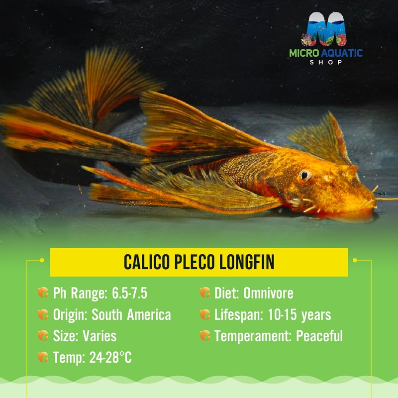 Calico Pleco Longfin 6cm Show