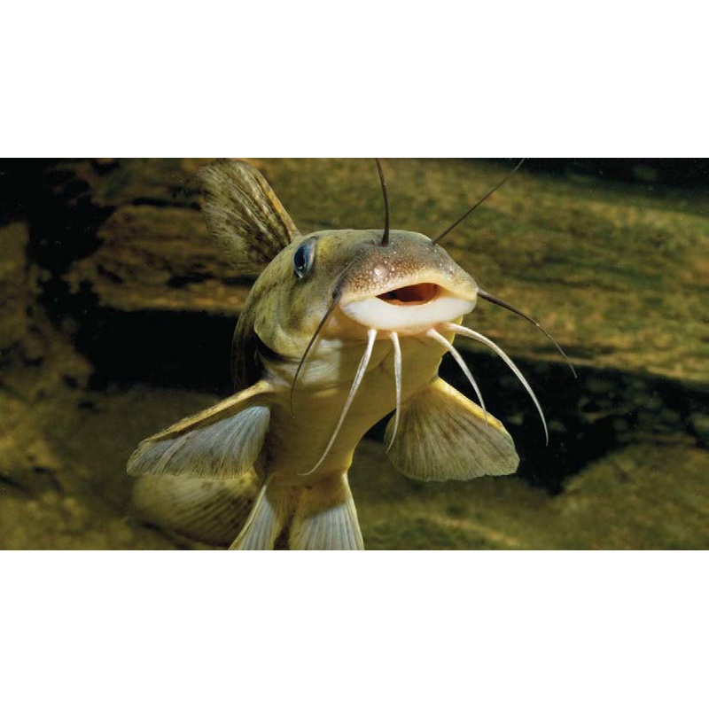 Catfish -Eel Tail 4cm