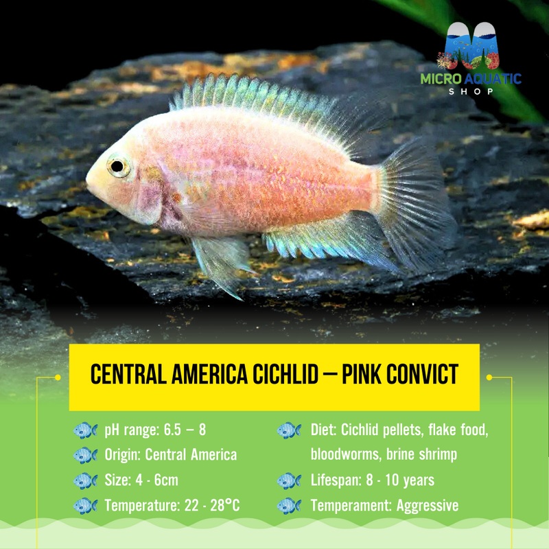 Central America Cichlid  Pink Convict 4-6cm