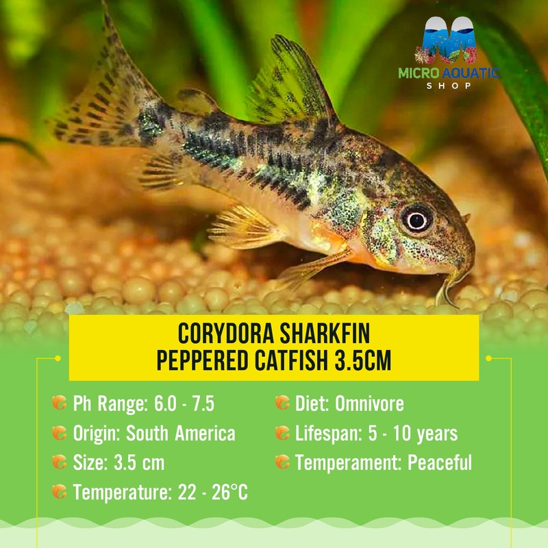 Corydora Sharkfin Peppered Catfish 2.5cm