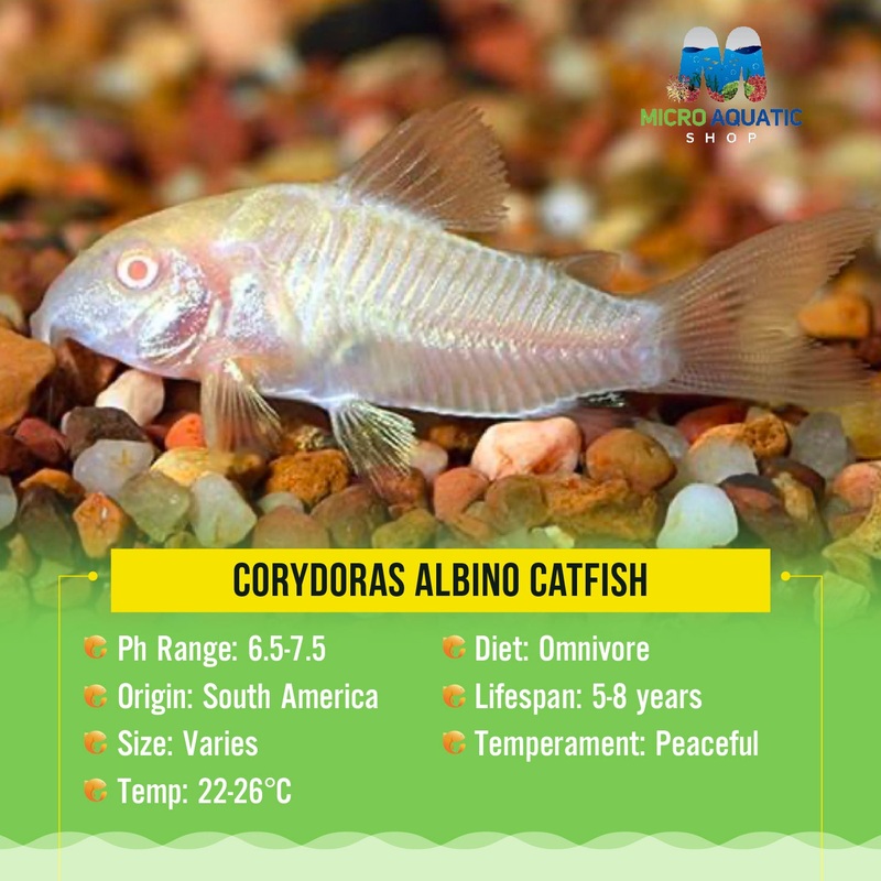 Corydoras Albino Catfish 2.5cm
