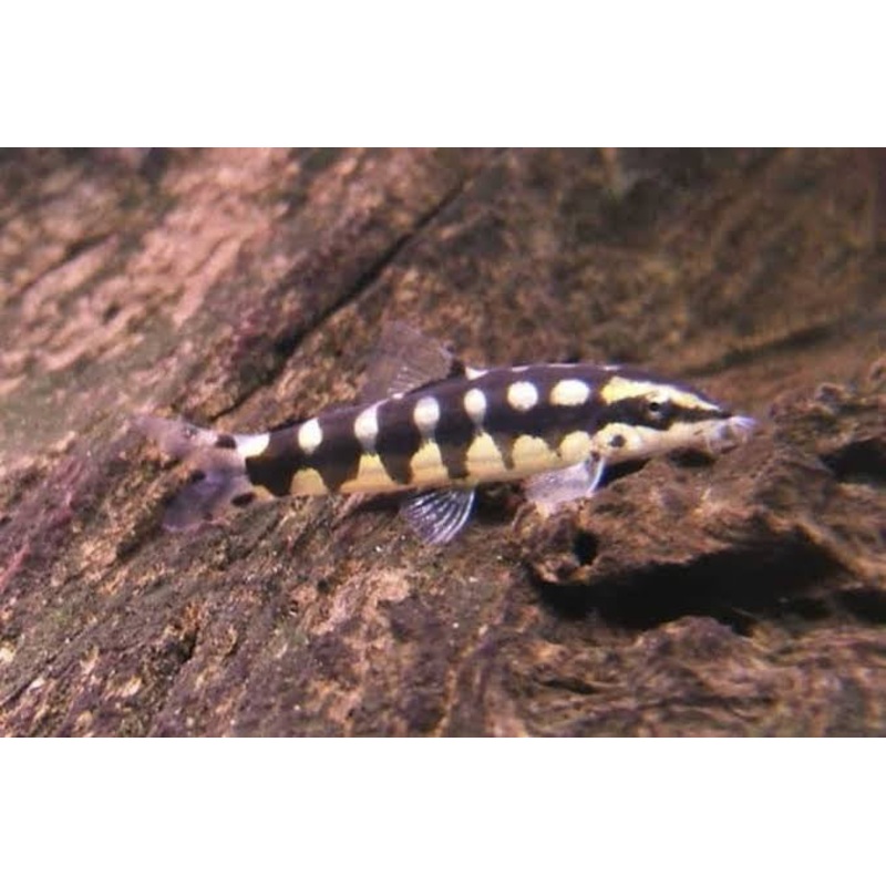 Dwarf Chain Loach - Sidthimunki Loach