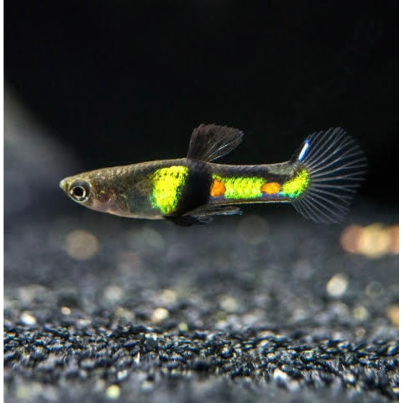 Endler - El Tigre 2cm