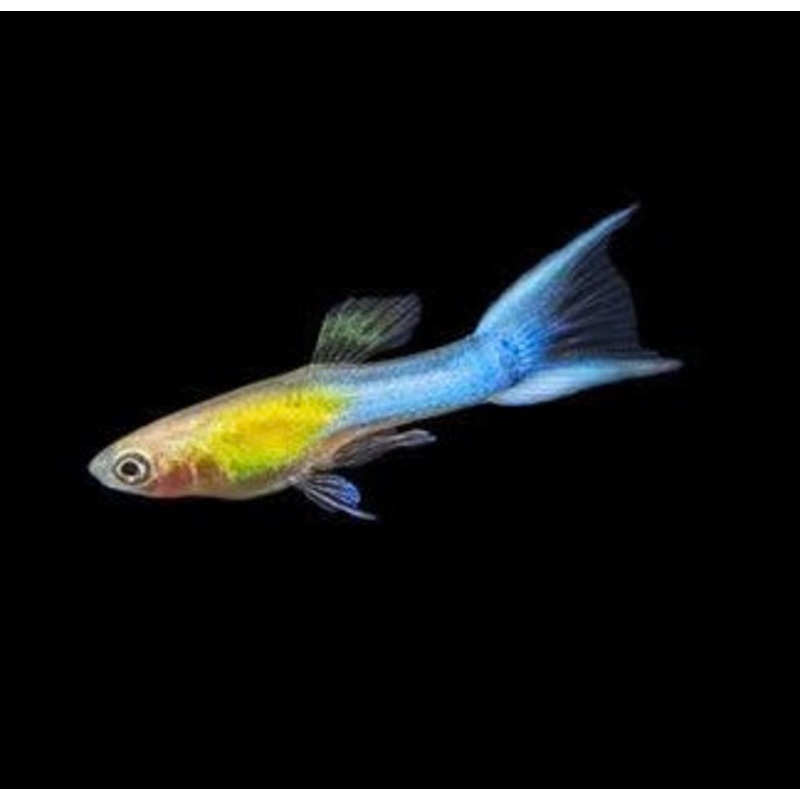 Endler -Golden Japanese Blue