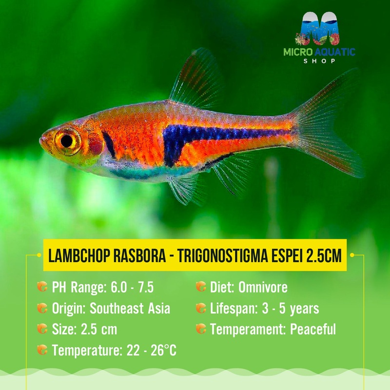 Espei Rasbora - Trigonostigma 2.5cm
