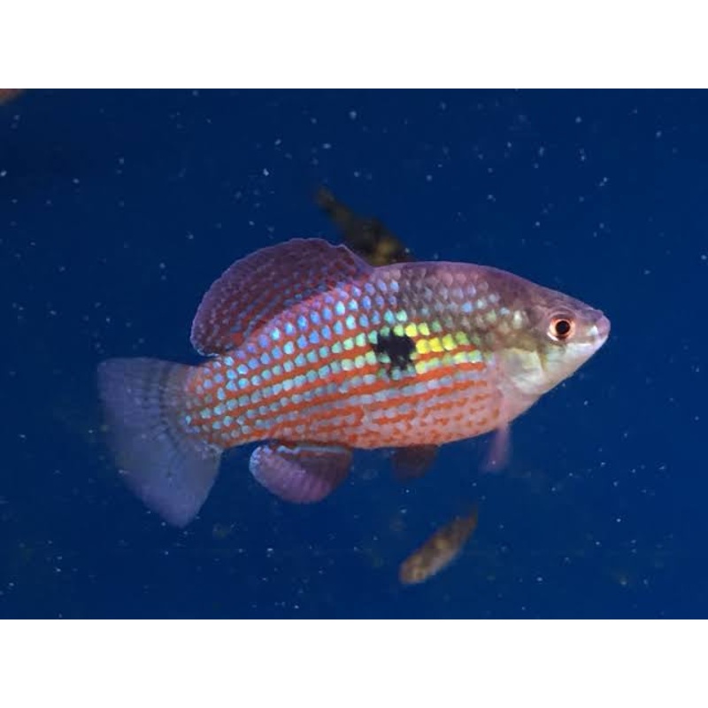 Exotic Killifish - American Flag Fish