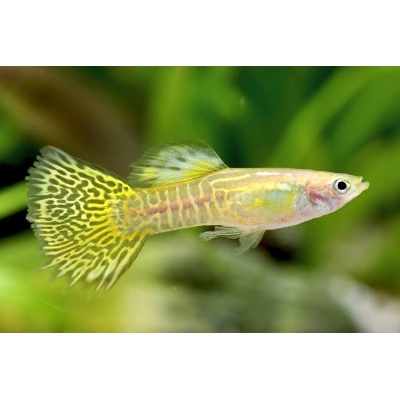 Gold Snakeskin Guppy Male