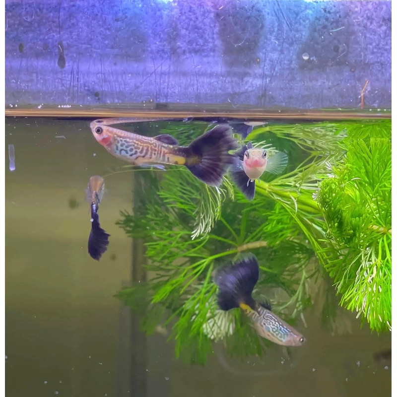 Guppy - Blue Cobra