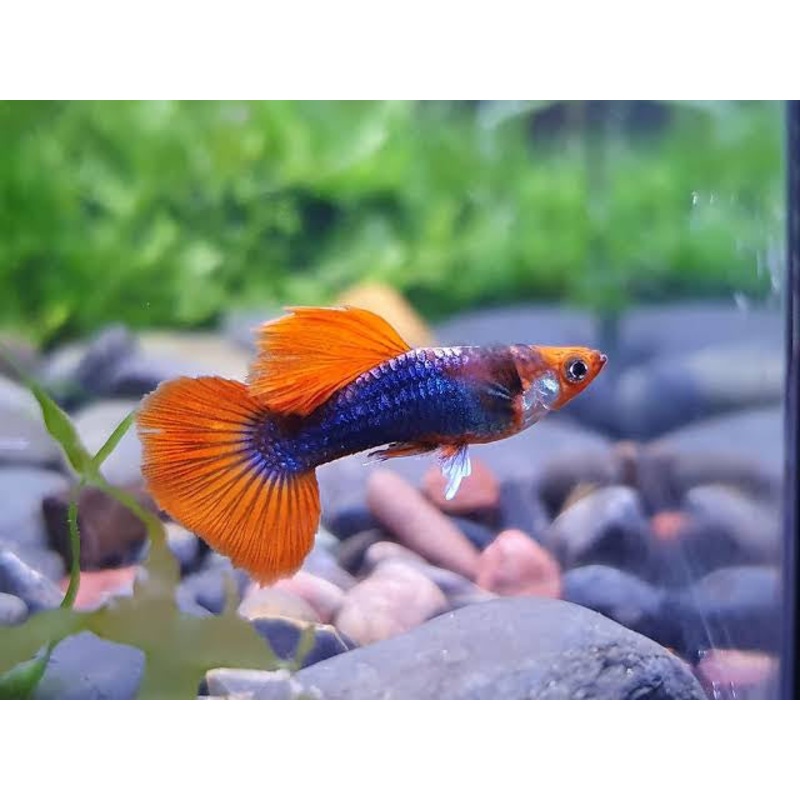 Guppy -Dwarf Koi Tuxedo 2cm ( Pair)