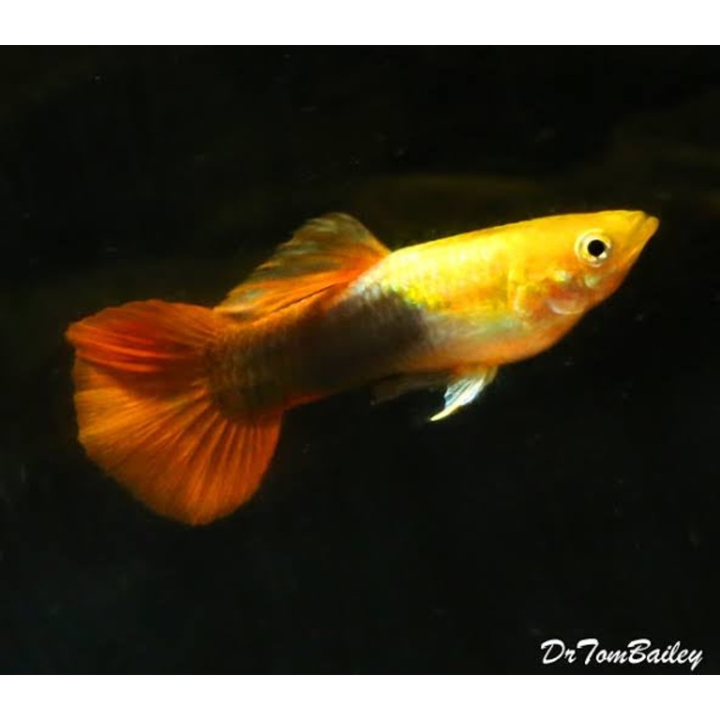 Guppy - Gold Tuxedo