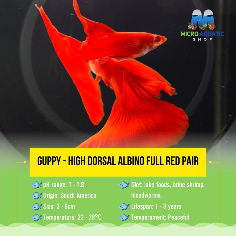 Guppy - High Dorsal Albno Full Red Pair
