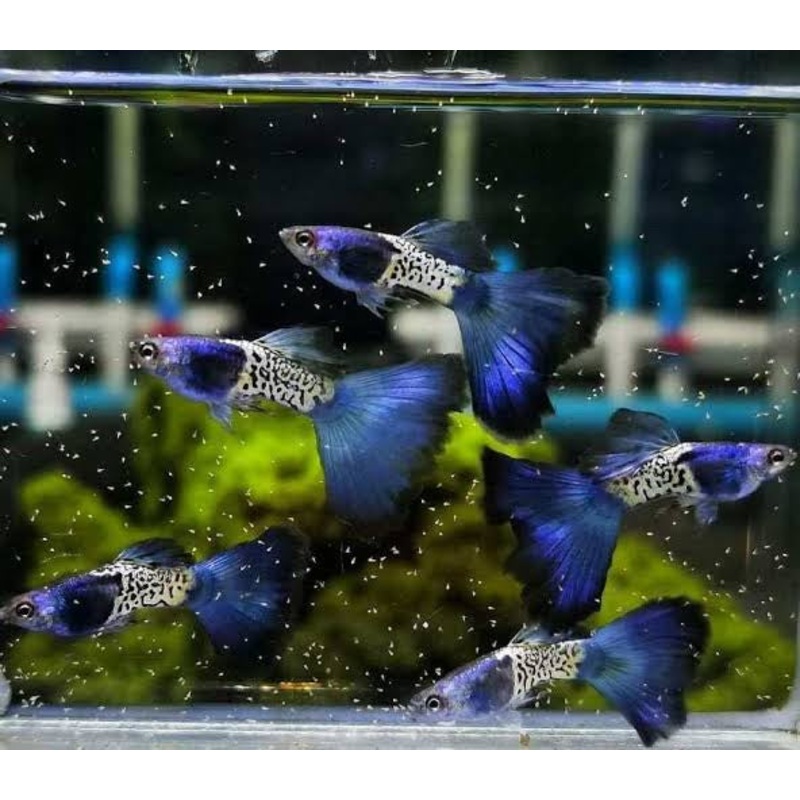 Guppy - Metalic Snake Skin Pair