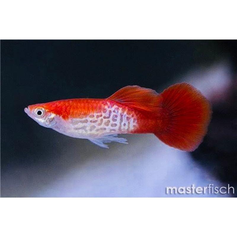 Guppy - Red Cobra