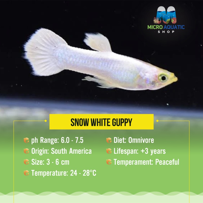 Guppy -Snow White ( Pair )