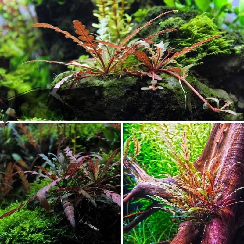 Hygrophila Pinnatifida - Fern-Leaf Swampweed