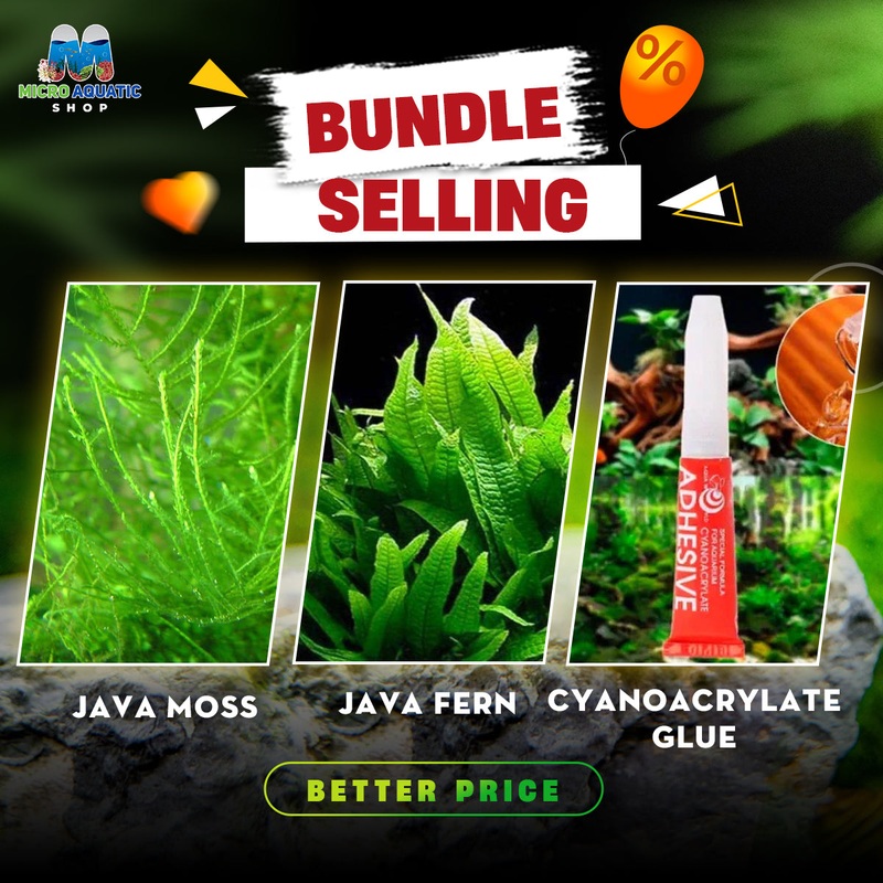 Java Fern X Java Moss X Cyanoacrylate Glue: Special Bundle