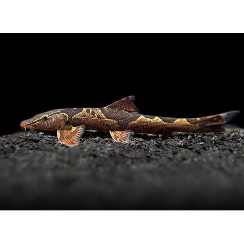 Marble Lizard Fish 4cm