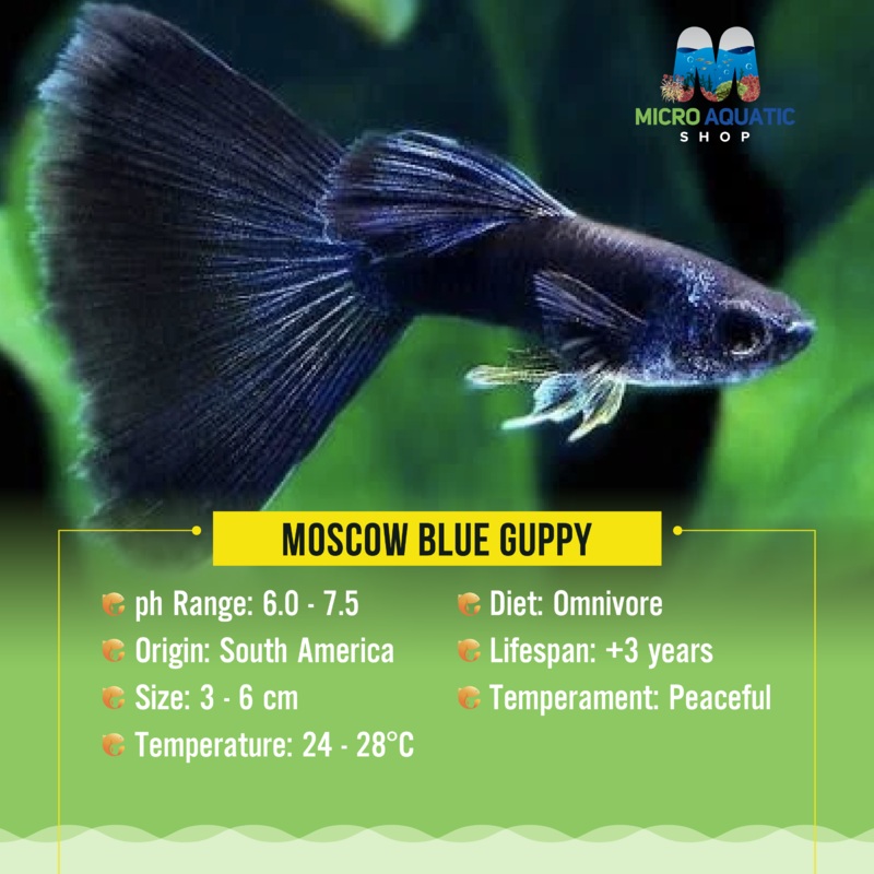 Moscow Blue Guppy 2cm