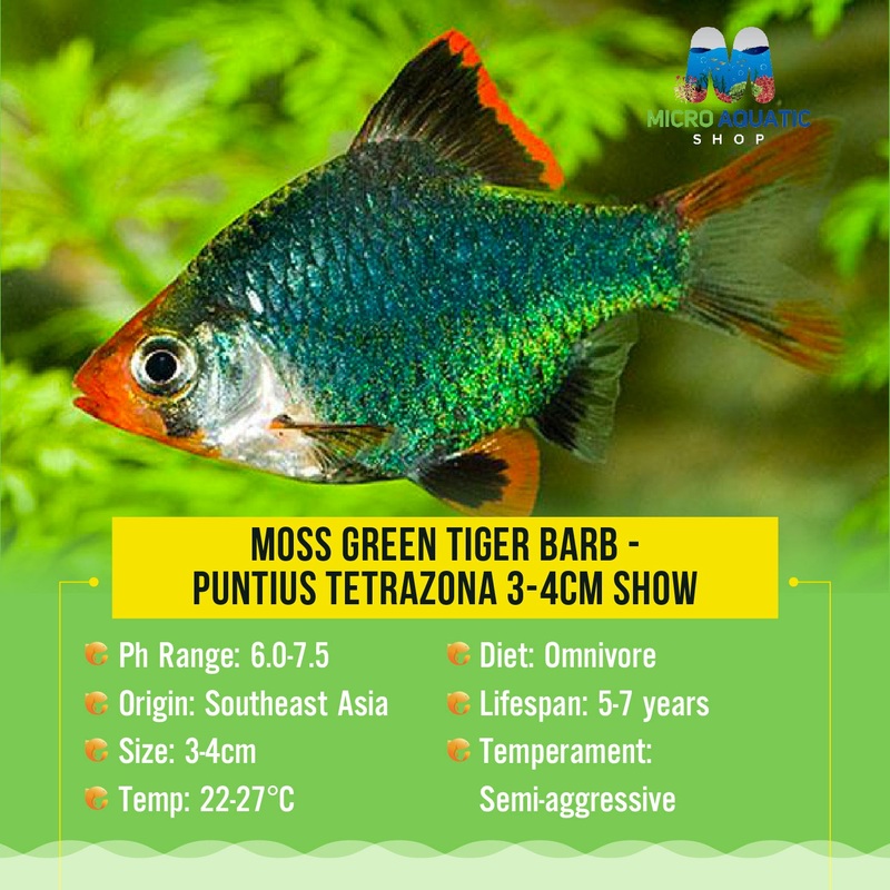Moss Green Tiger Barb - Puntius tetrazona 4cm Show