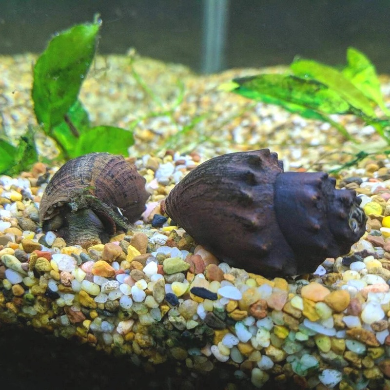 Native Snail - Spiny Marsh Snail