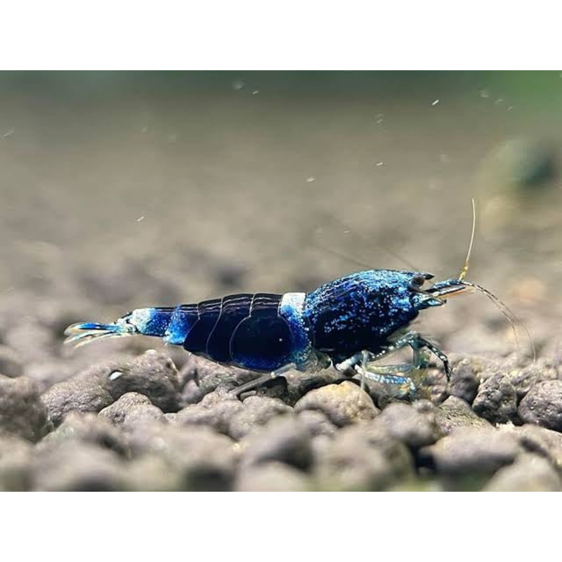 Ocean Blue Shrimp
