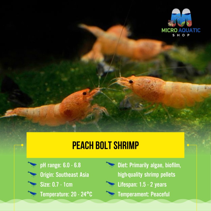 Peach Bolt Shrimp