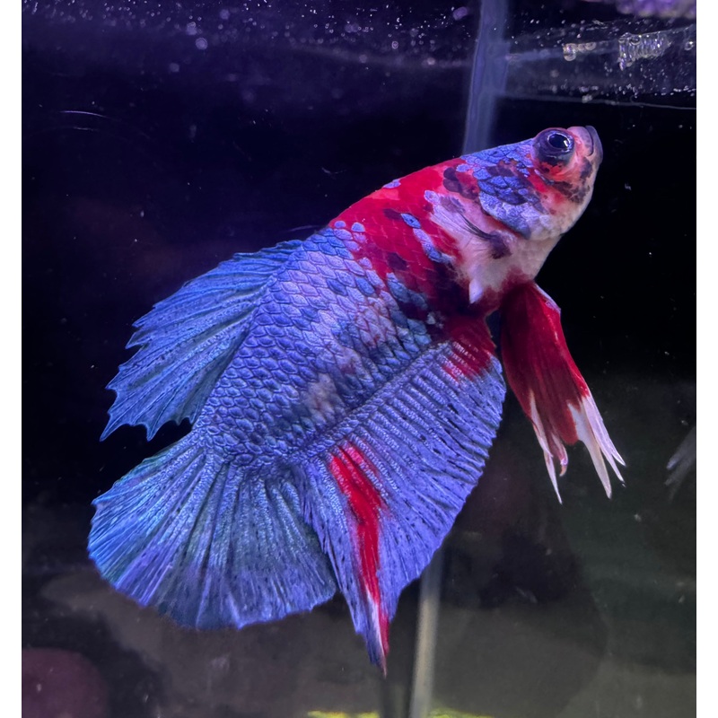 Plakat Galaxy Male Beta A2