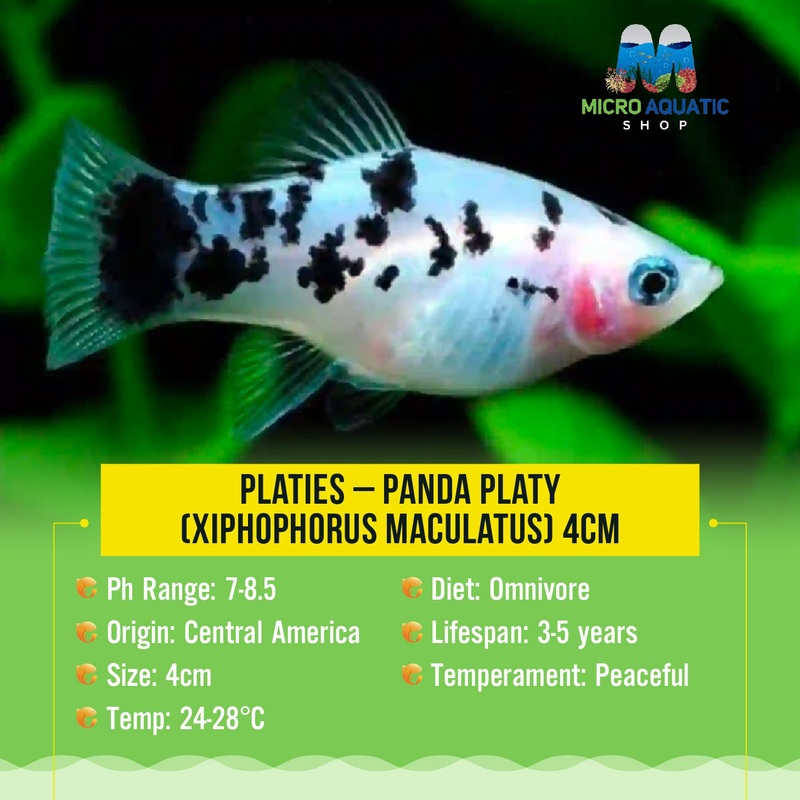 Platies  Panda Platy (Xiphophorus maculatus) 3cm