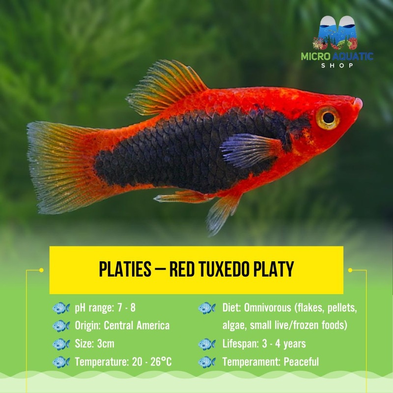Platies  Red Tuxedo Platy (Xiphophorus maculatus) 3cm