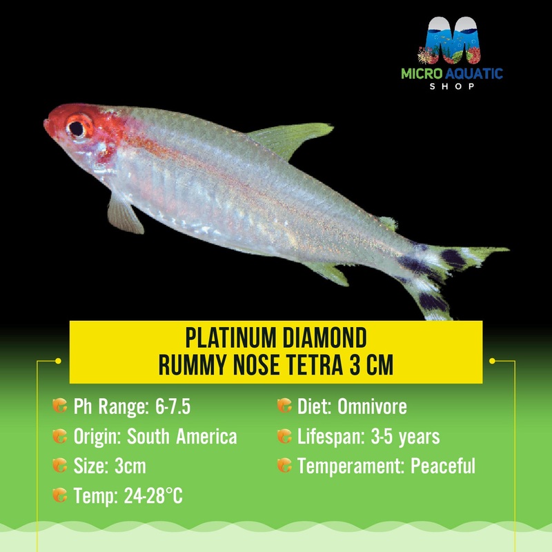 Platinum Diamond Rummy Nose Tetra 3 cm