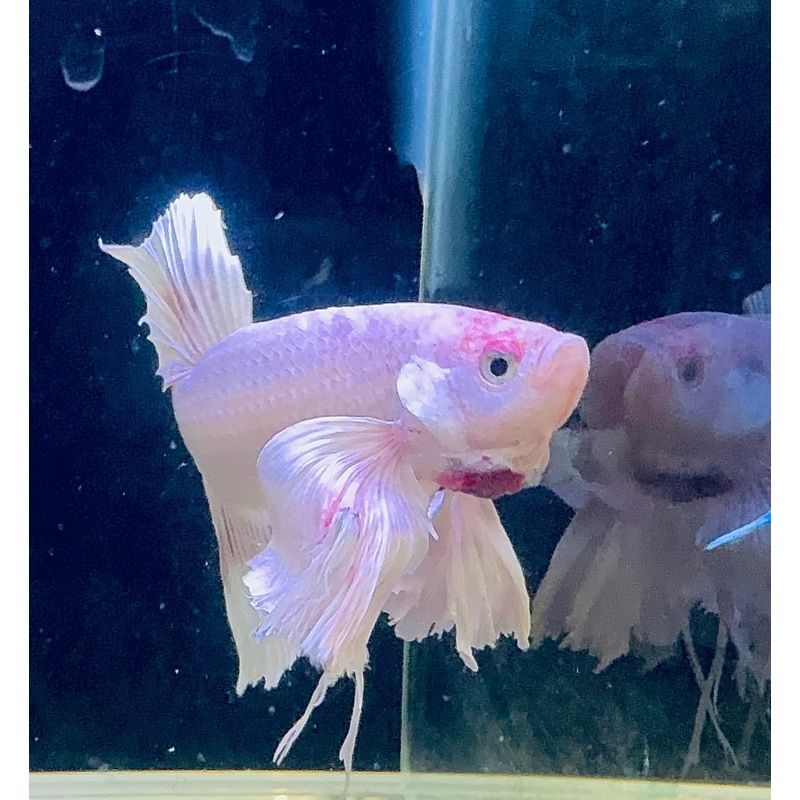 Premium Giant Dumbo Ear Platinum Male Betta