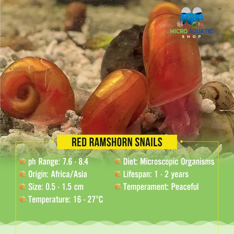Ramshorn Snail - Red