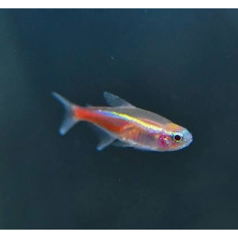 Rare -Albino Neon Tetra 3cm