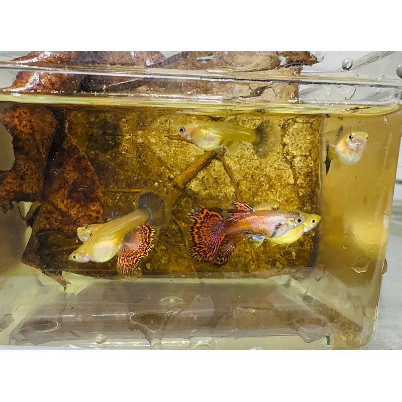 Rare - Florentino Magenta Guppy