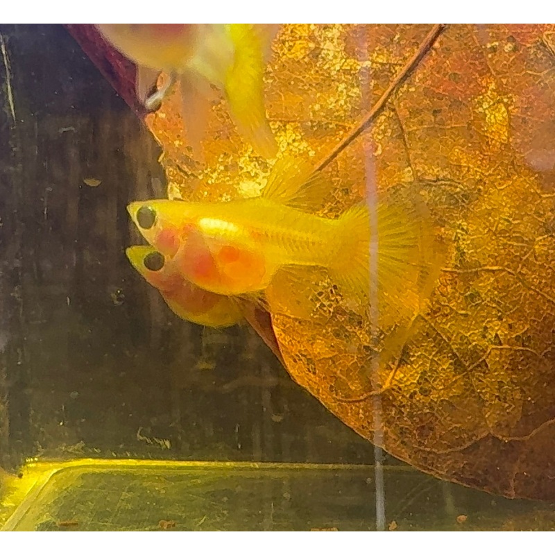 Rare - Glass Belly Mini Guppy 1.5cm