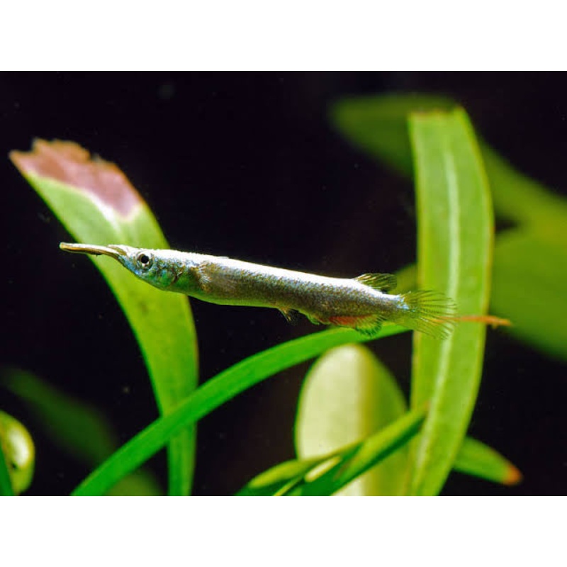 Rare -Half Beak ( Gold ) 3cm