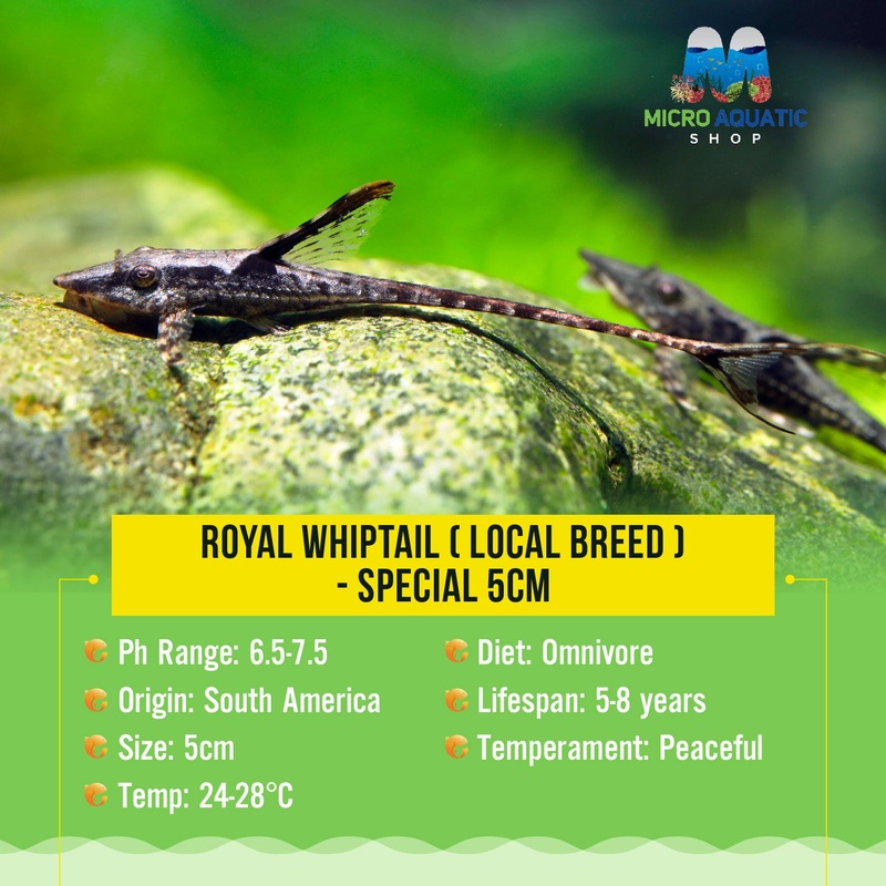 Rare - Royal Whiptail 7cm