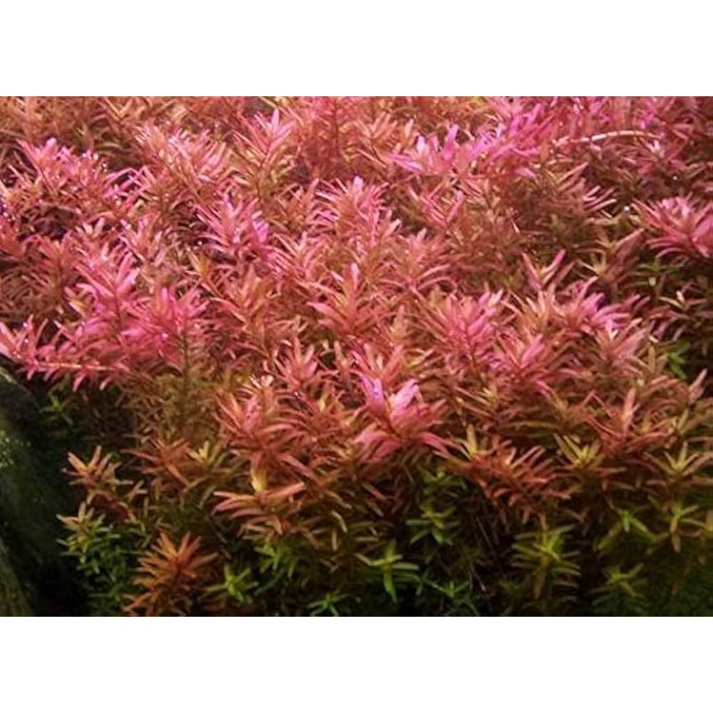 Rotala rotundifolia - Pink Baby Tear
