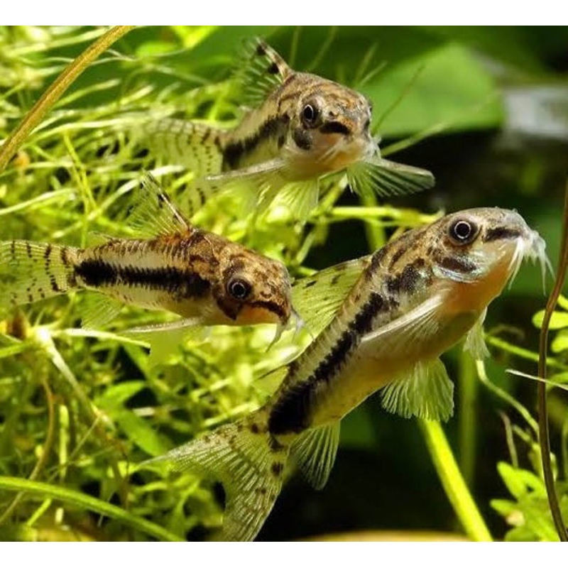 Salt and pepper - Habrosus Cory Catfish