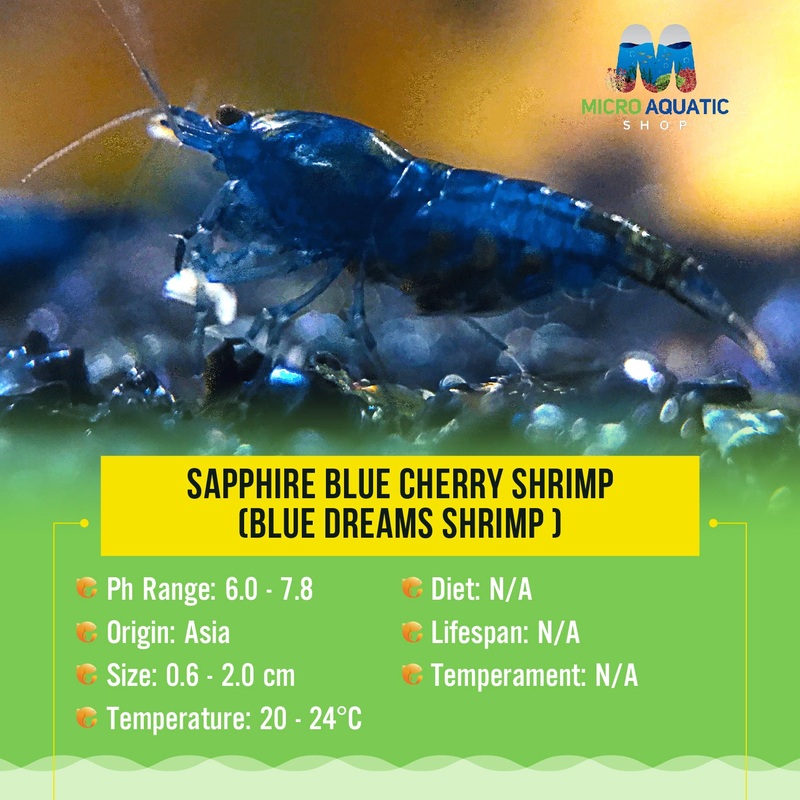 Sapphire Blue Cherry Shrimp - (Blue Dreams Shrimp)