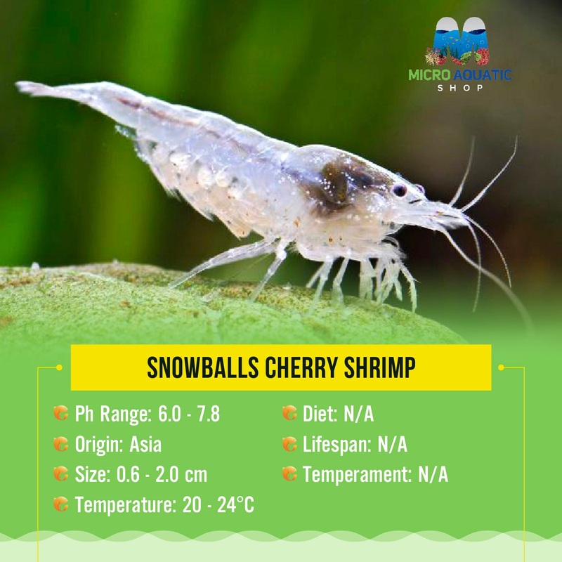Snowballs Cherry Shrimp