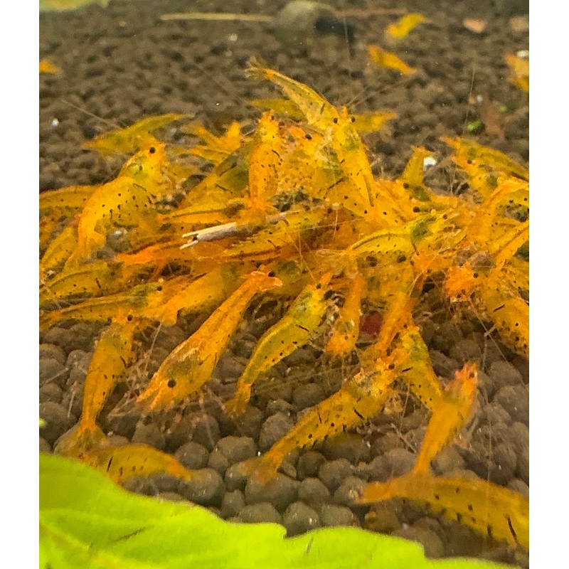 Tiger Shrimp -Tangerine