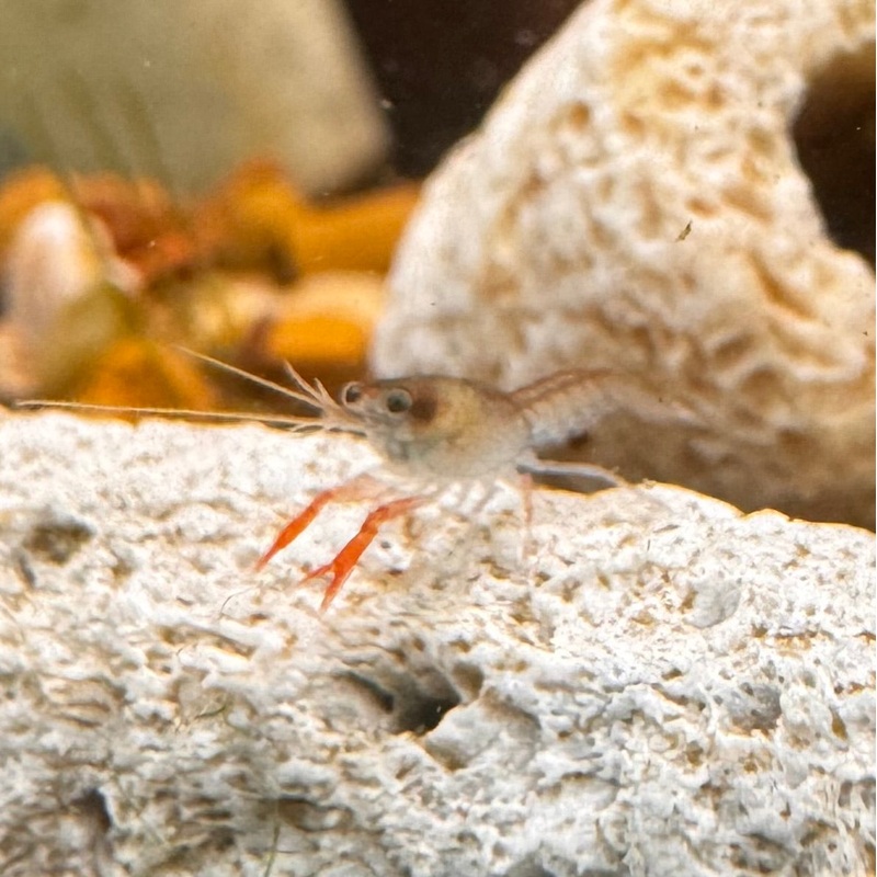 Yabbie  Baby Blue Claw Yabby 1.5cm