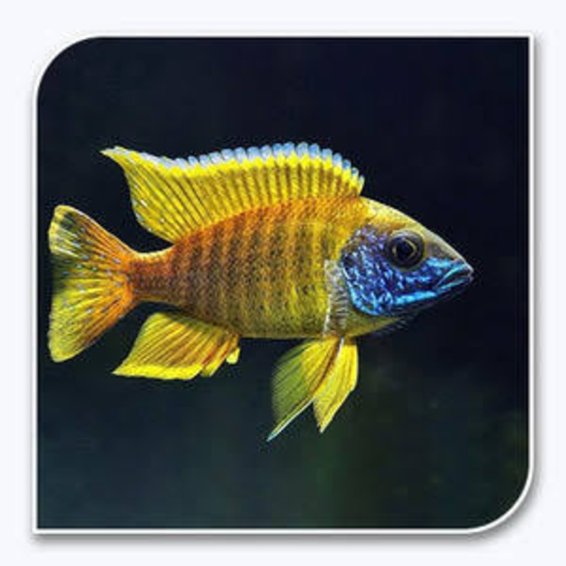 Yellow Peacock Cichlid 5cm